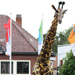 Giraffen